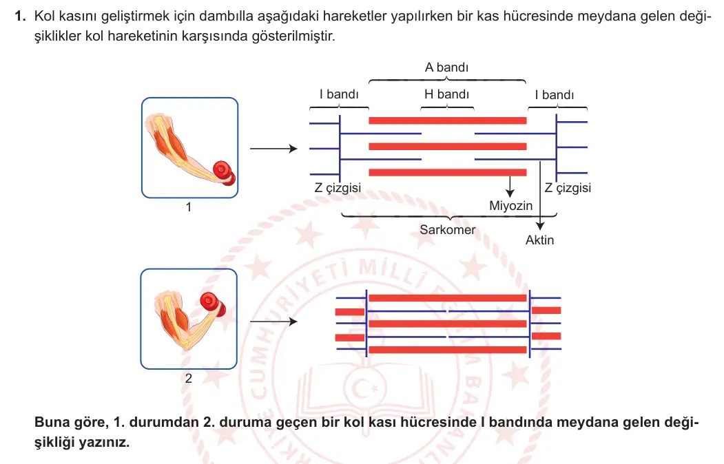 11. Sınıf Biyoloji 2023-2024 1. Dönem 2. Yazılı 2. Bölüm 1. Soru görseli