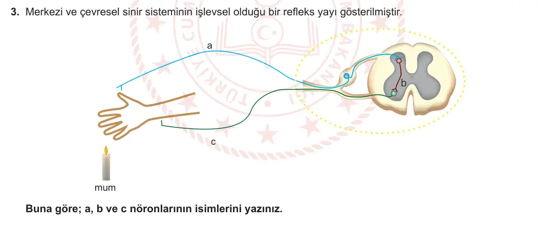 11. Sınıf Biyoloji 2023-2024 1. Dönem 2. Yazılı 2. Bölüm 3. Soru görseli