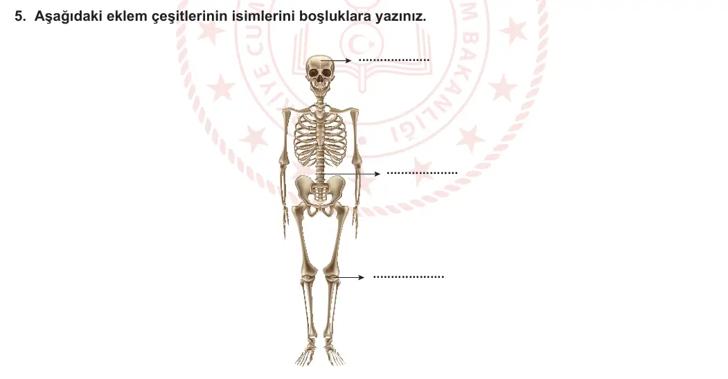 11. Sınıf Biyoloji 2023-2024 1. Dönem 2. Yazılı 2. Bölüm 5. Soru görseli