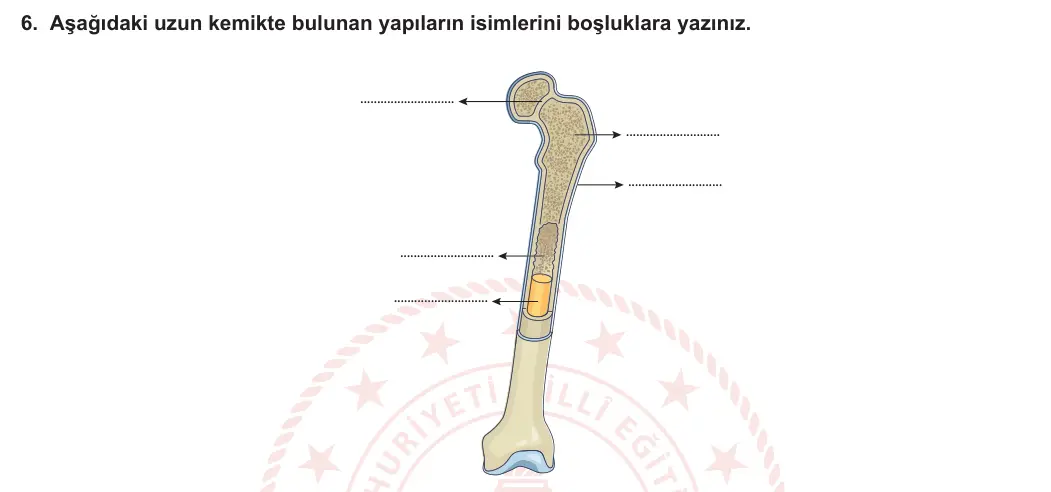 11. Sınıf Biyoloji 2023-2024 1. Dönem 2. Yazılı 2. Bölüm 6. Soru görseli