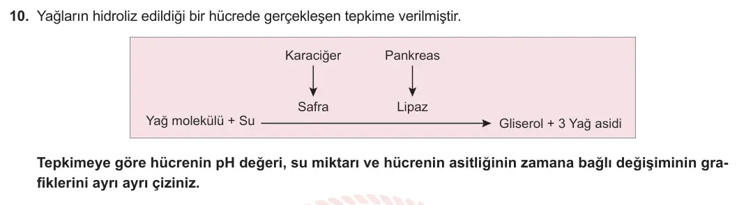 11. Sınıf Biyoloji 2023-2024 1. Dönem 2. Yazılı 3. Bölüm 10. Soru görseli