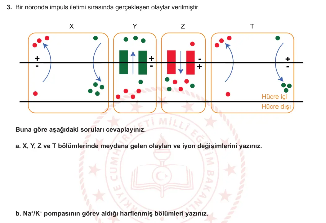 11. Sınıf Biyoloji 2023-2024 1. Dönem 2. Yazılı 3. Bölüm 3. Soru görseli