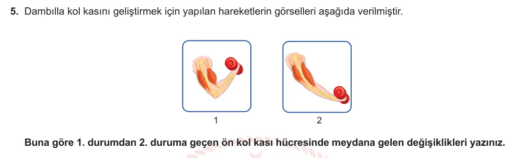 11. Sınıf Biyoloji 2023-2024 1. Dönem 2. Yazılı 3. Bölüm 5. Soru görseli
