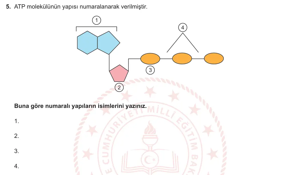 9. Sınıf Biyoloji 2023-2024 1. Dönem 2. Yazılı 1. Bölüm 5. Soru görseli