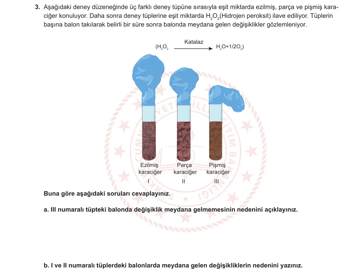 9. Sınıf Biyoloji 2023-2024 1. Dönem 2. Yazılı 2. Bölüm 3. Soru görseli