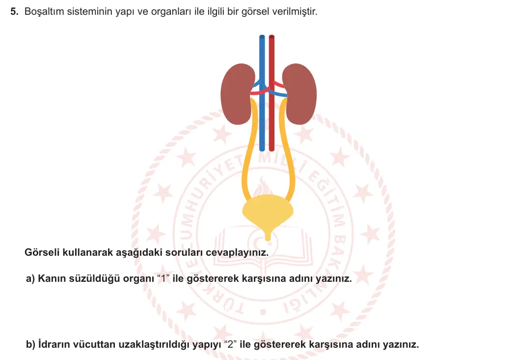 6. Sınıf Fen Bilimleri 2023-2024 1. Dönem 2. Yazılı 1. Bölüm 5. Soru görseli