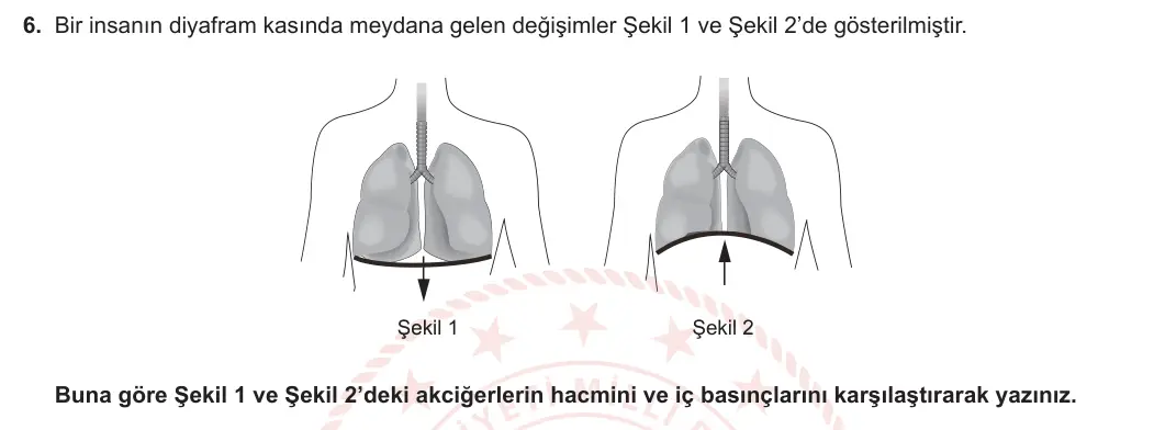 11. Sınıf Biyoloji 2023-2024 2. Dönem 1. Yazılı 1. Bölüm 6. Soru görseli