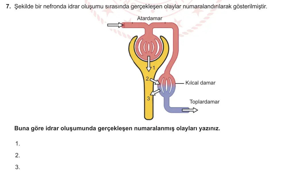 11. Sınıf Biyoloji 2023-2024 2. Dönem 1. Yazılı 1. Bölüm 7. Soru görseli