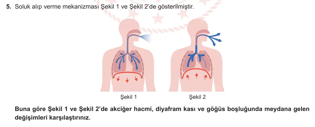 11. Sınıf Biyoloji 2023-2024 2. Dönem 1. Yazılı 2. Bölüm 5. Soru görseli