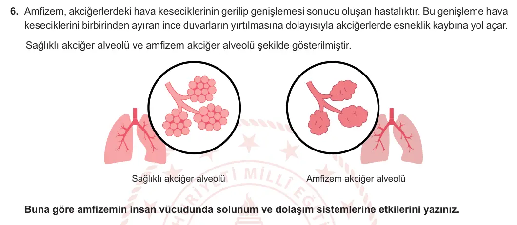 11. Sınıf Biyoloji 2023-2024 2. Dönem 1. Yazılı 2. Bölüm 6. Soru görseli