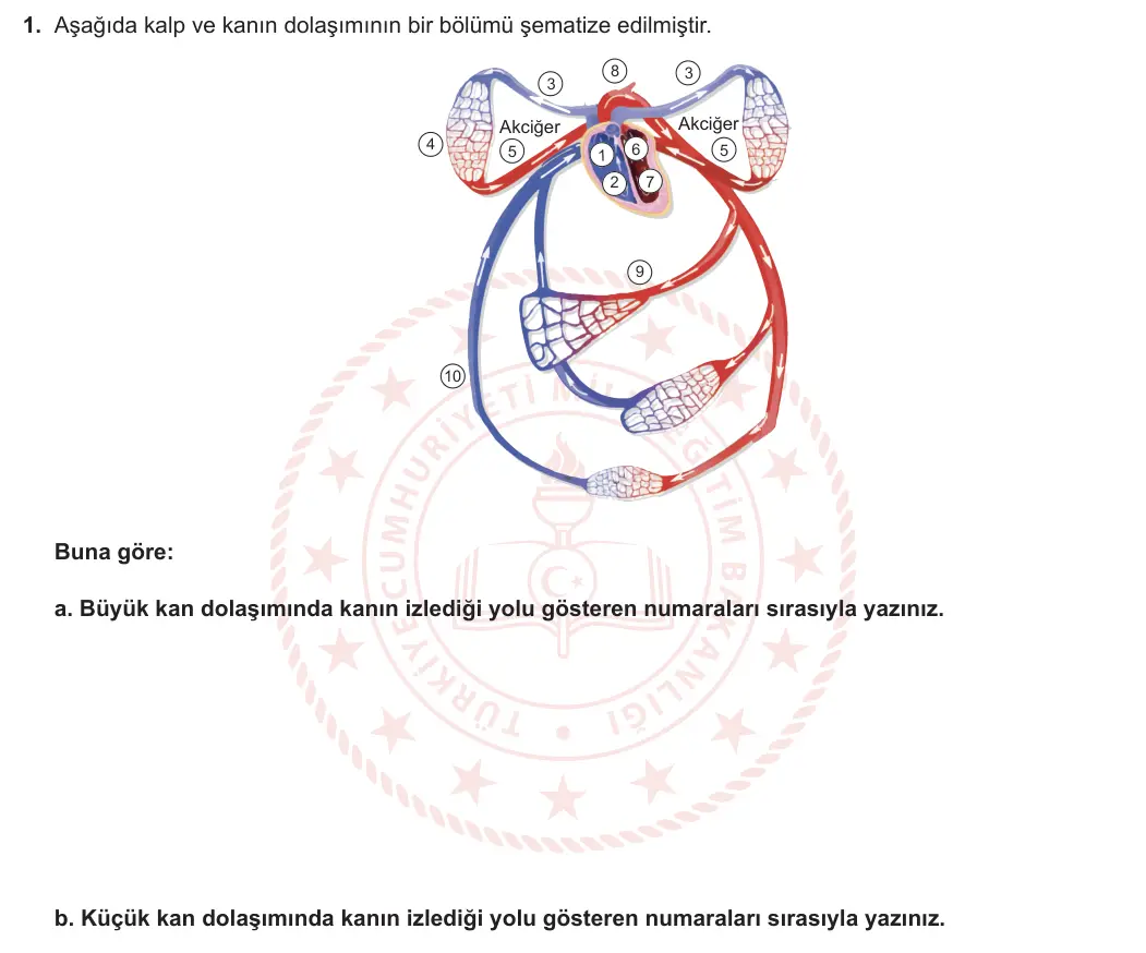 11. Sınıf Biyoloji 2023-2024 2. Dönem 1. Yazılı 3. Bölüm 1. Soru görseli