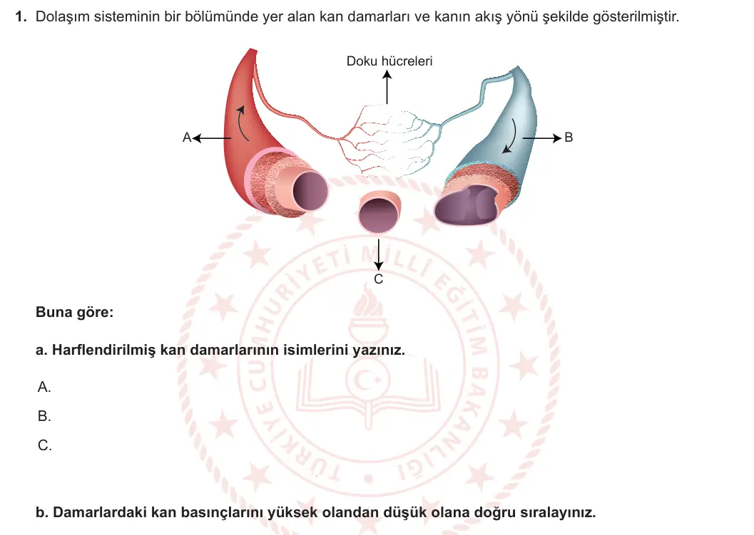 11. Sınıf Biyoloji 2023-2024 2. Dönem 1. Yazılı 4. Bölüm 1. Soru görseli