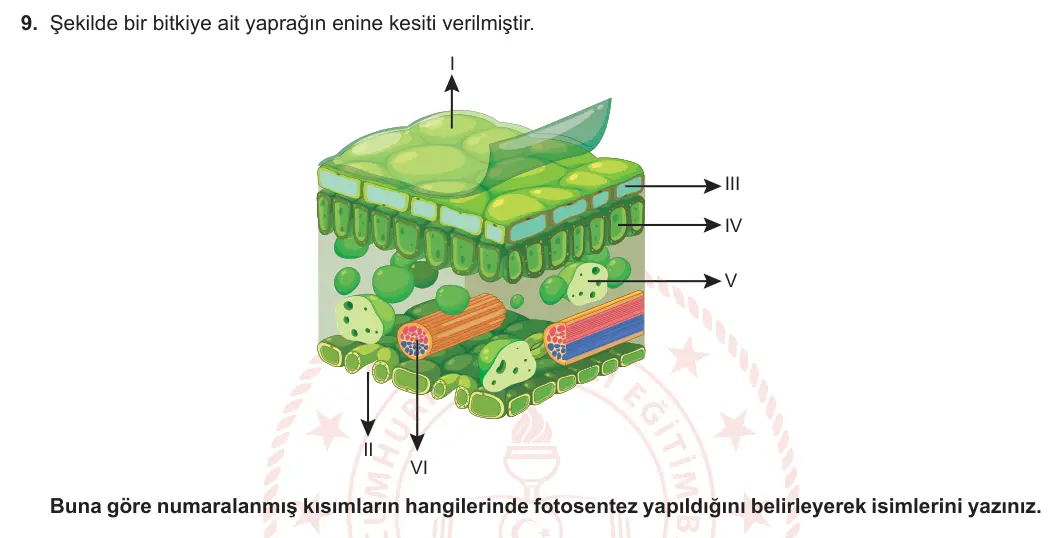12. Sınıf Biyoloji 2023-2024 2. Dönem 1. Yazılı 1. Bölüm 9. Soru görseli