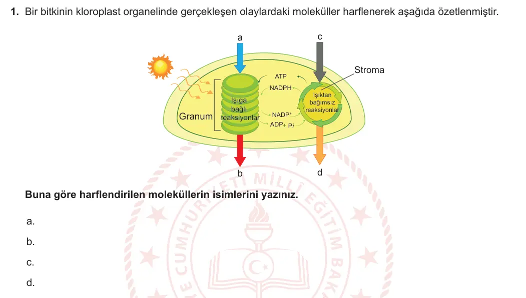 12. Sınıf Biyoloji 2023-2024 2. Dönem 1. Yazılı 2. Bölüm 1. Soru görseli
