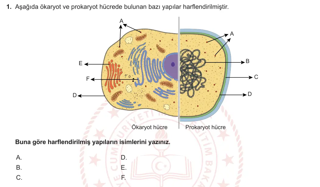 9. Sınıf Biyoloji 2023-2024 2. Dönem 1. Yazılı 1. Bölüm 1. Soru görseli