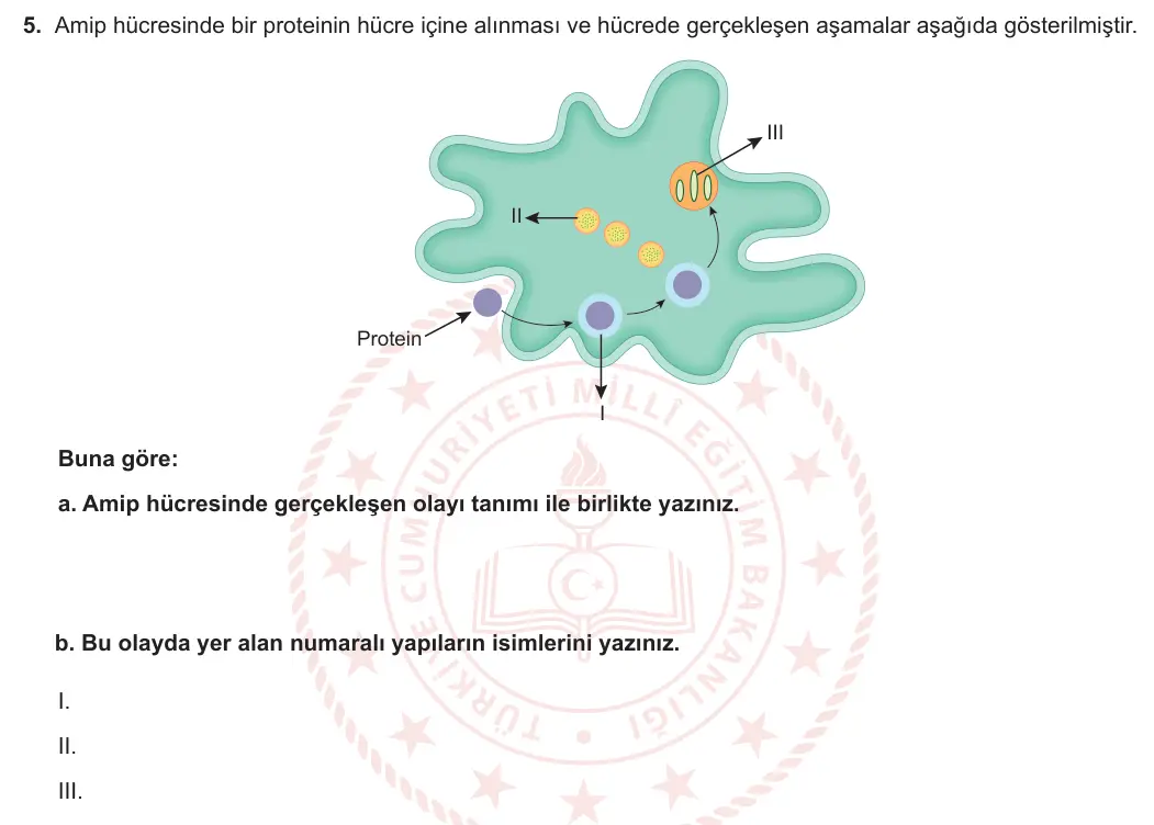 9. Sınıf Biyoloji 2023-2024 2. Dönem 1. Yazılı 2. Bölüm 5. Soru görseli