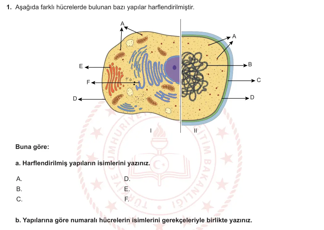 9. Sınıf Biyoloji 2023-2024 2. Dönem 1. Yazılı 4. Bölüm 1. Soru görseli
