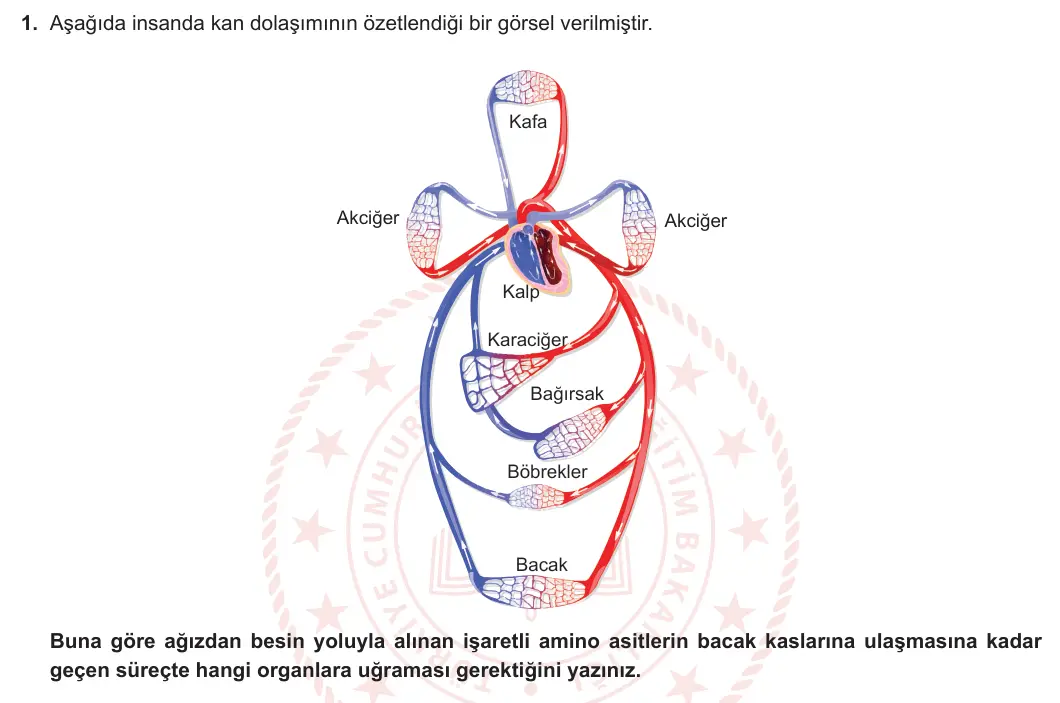 11. Sınıf Biyoloji 2023-2024 2. Dönem 2. Yazılı 2. Bölüm 1. Soru görseli