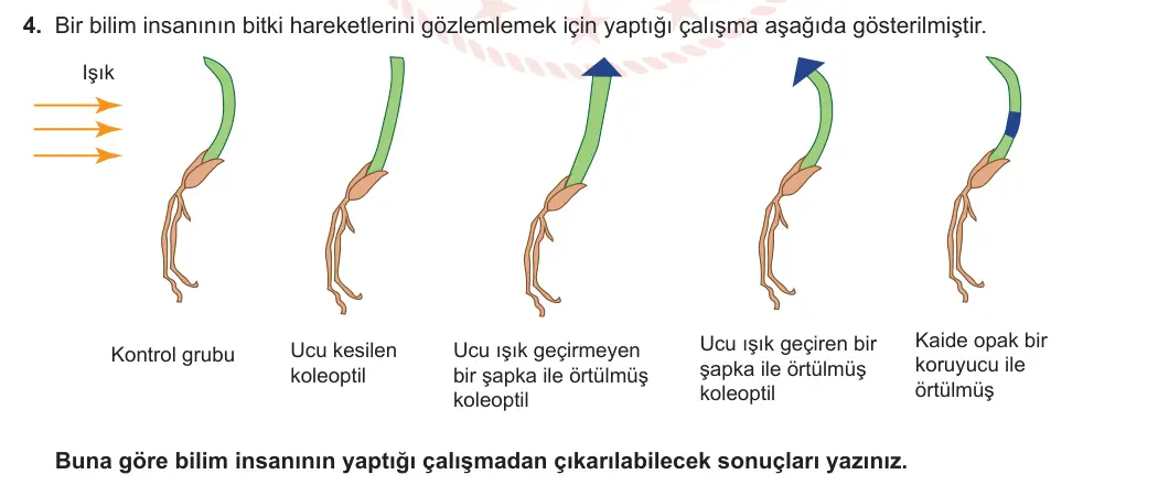 12. Sınıf Biyoloji 2023-2024 2. Dönem 2. Yazılı 2. Bölüm 4. Soru görseli