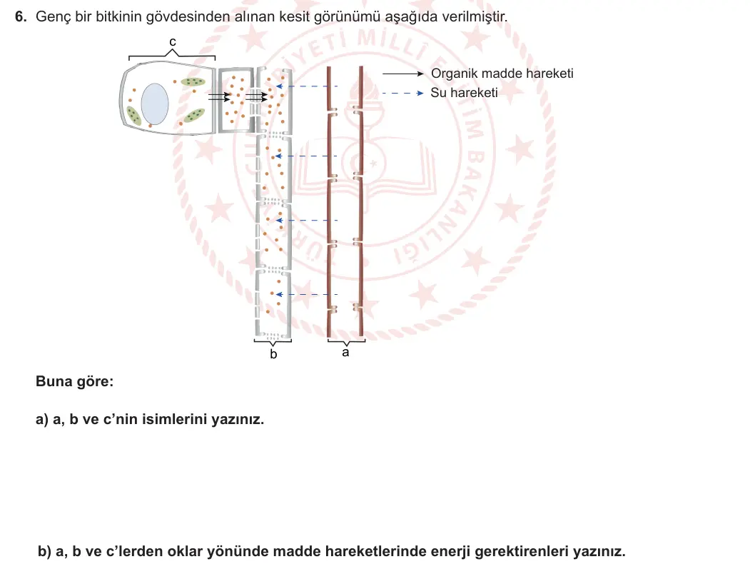 12. Sınıf Biyoloji 2023-2024 2. Dönem 2. Yazılı 2. Bölüm 6. Soru görseli