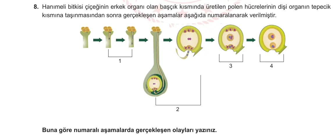 12. Sınıf Biyoloji 2023-2024 2. Dönem 2. Yazılı 2. Bölüm 8. Soru görseli