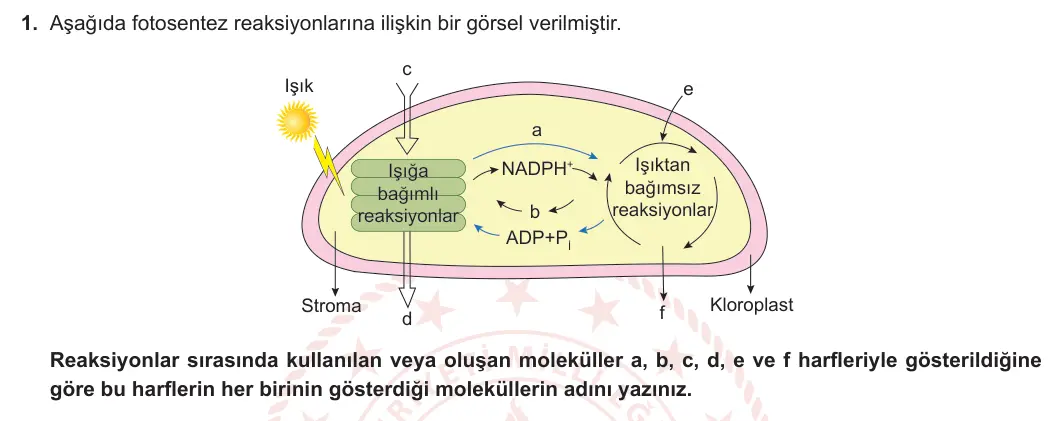 12. Sınıf Biyoloji 2023-2024 2. Dönem 2. Yazılı 3. Bölüm 1. Soru görseli