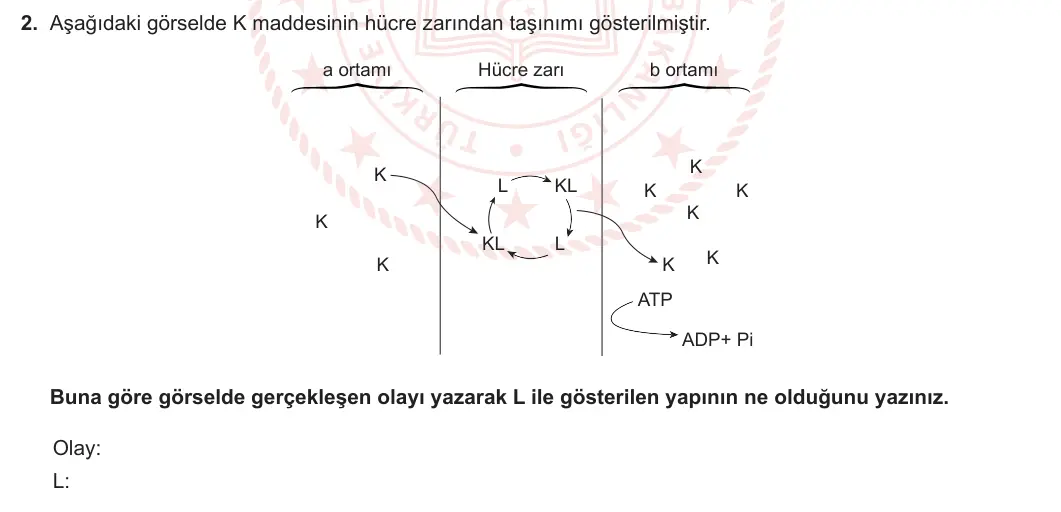 9. Sınıf Biyoloji 2023-2024 2. Dönem 2. Yazılı 3. Bölüm 2. Soru görseli