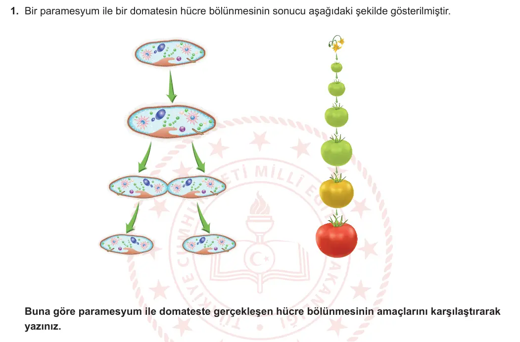 10. Sınıf Biyoloji 2024-2025 1. Dönem 1. Yazılı 1. Soru görseli (1/2)