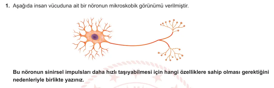 11. Sınıf Biyoloji 2024-2025 1. Dönem 1. Yazılı 1. Soru görseli (1/2)
