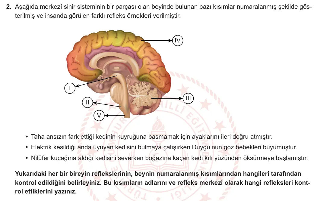 11. Sınıf Biyoloji 2024-2025 1. Dönem 1. Yazılı 2. Soru görseli (1/2)