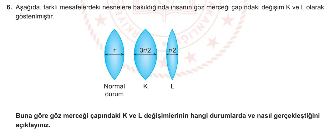 11. Sınıf Biyoloji 2024-2025 1. Dönem 1. Yazılı 6. Soru görseli (1/2)