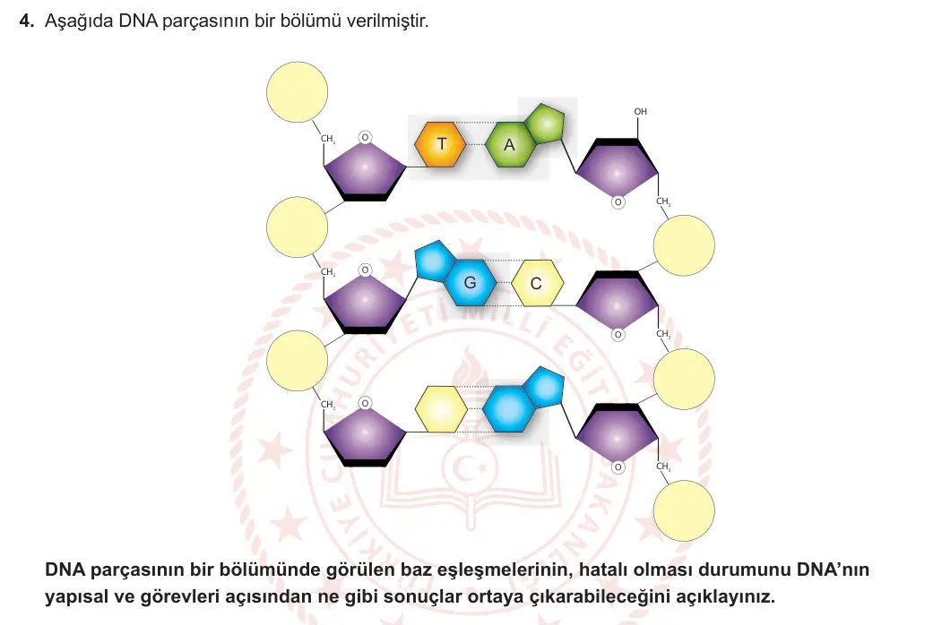 12. Sınıf Biyoloji 2024-2025 1. Dönem 1. Yazılı 4. Soru görseli (1/2)