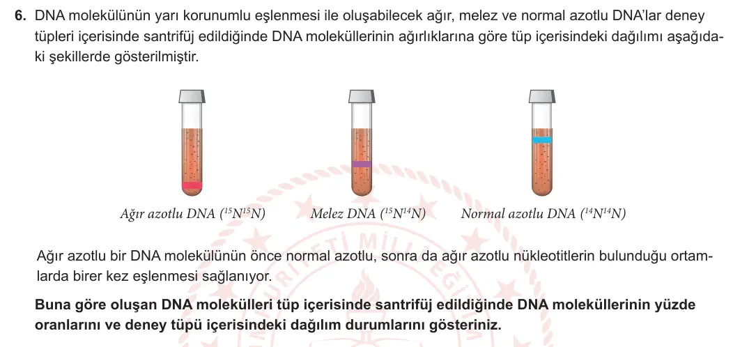 12. Sınıf Biyoloji 2024-2025 1. Dönem 1. Yazılı 6. Soru görseli