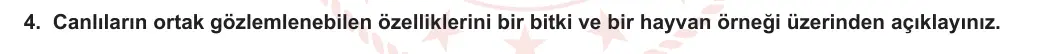 9. Sınıf Biyoloji 2024-2025 1. Dönem 1. Yazılı 4. Soru görseli (1/2)