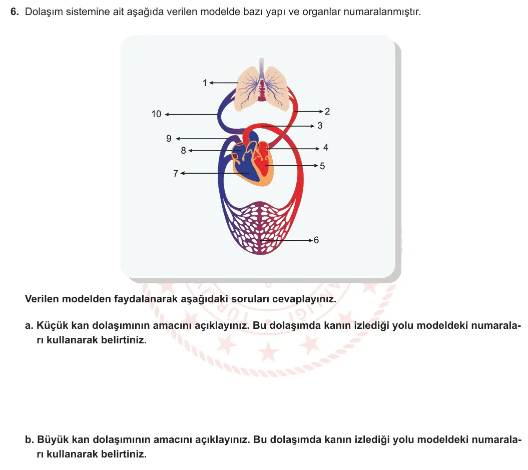6. Sınıf Fen Bilimleri 2024-2025 1. Dönem 1. Yazılı 6. Soru görseli