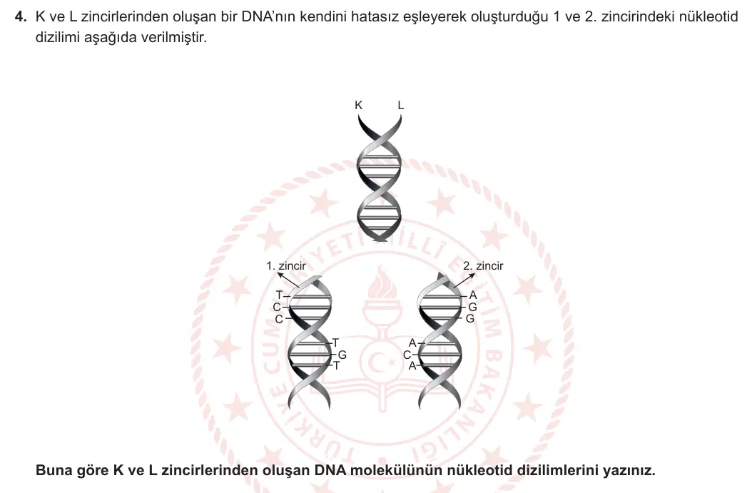 8. Sınıf Fen Bilimleri 2024-2025 1. Dönem 1. Yazılı 4. Soru görseli (1/2)