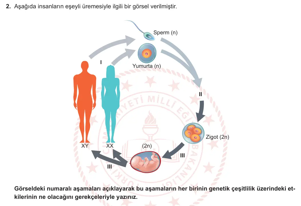 10. Sınıf Biyoloji 2024-2025 1. Dönem 2. Yazılı 2. Soru görseli (1/2)