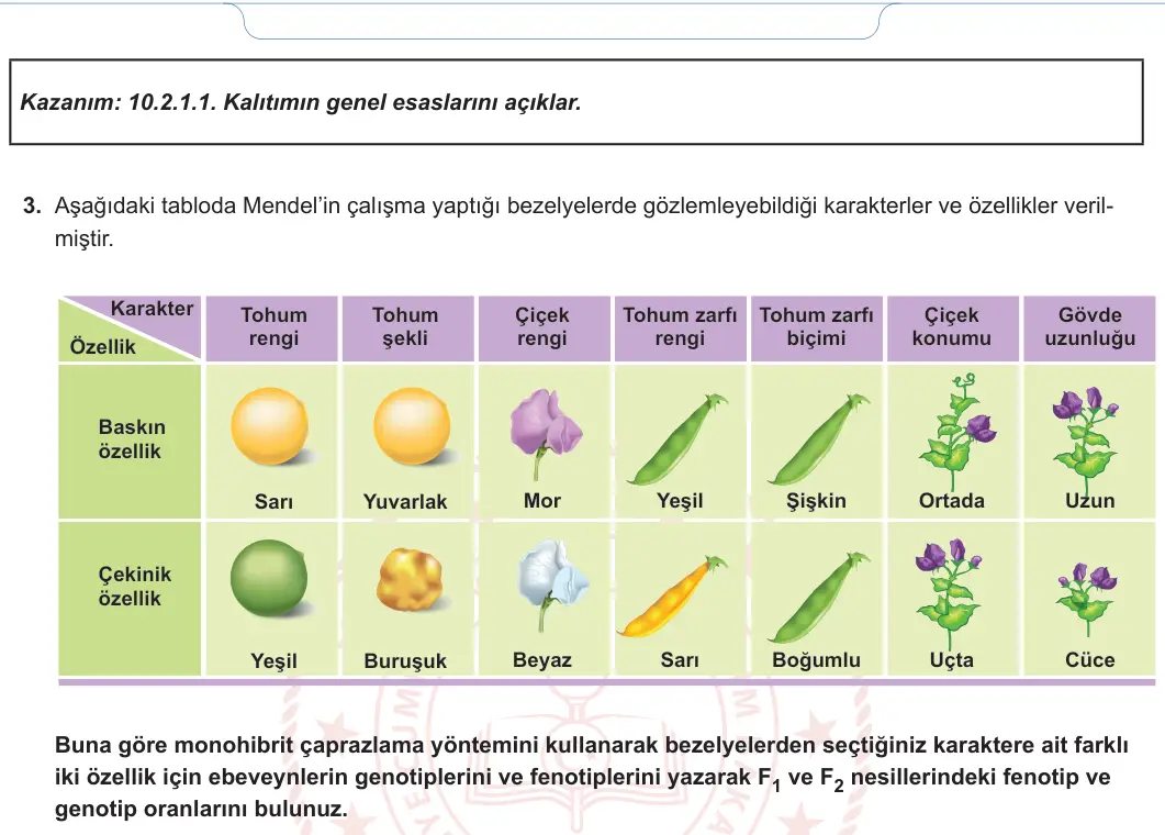 10. Sınıf Biyoloji 2024-2025 1. Dönem 2. Yazılı 2. Soru görseli (2/2)