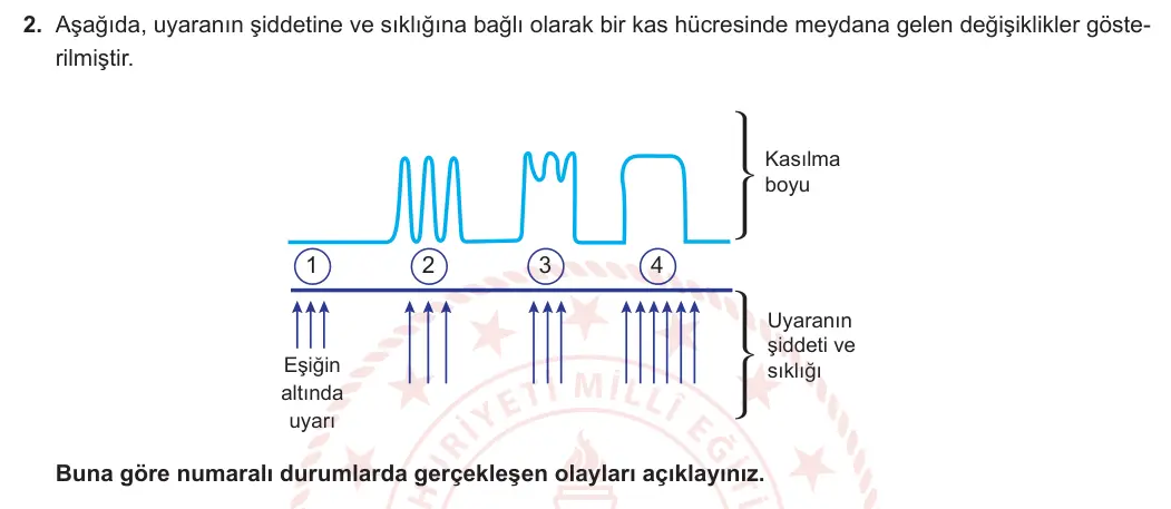 11. Sınıf Biyoloji 2024-2025 1. Dönem 2. Yazılı 2. Soru görseli
