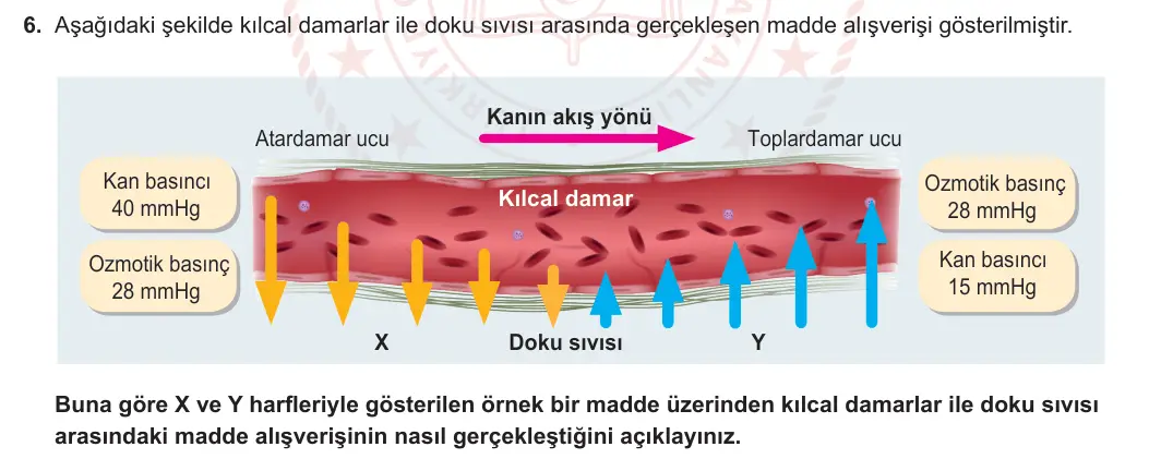 11. Sınıf Biyoloji 2024-2025 1. Dönem 2. Yazılı 6. Soru görseli