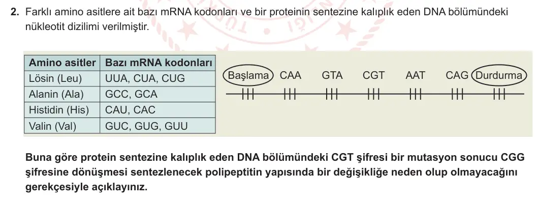 12. Sınıf Biyoloji 2024-2025 1. Dönem 2. Yazılı 2. Soru görseli (1/2)