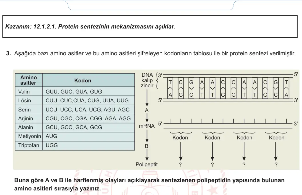 12. Sınıf Biyoloji 2024-2025 1. Dönem 2. Yazılı 2. Soru görseli (2/2)