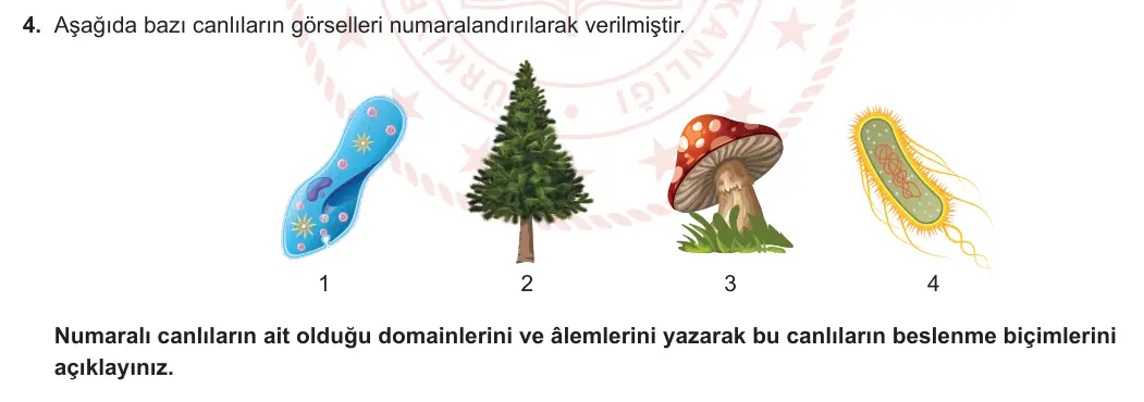 9. Sınıf Biyoloji 2024-2025 1. Dönem 2. Yazılı 4. Soru görseli (1/2)