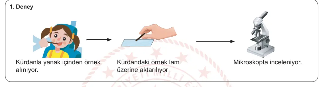 5. Sınıf Fen Bilimleri 2024-2025 1. Dönem 2. Yazılı 2. Bölüm 1. Soru görseli