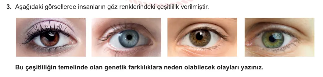 10. Sınıf Biyoloji 2024-2025 2. Dönem 1. Yazılı 3. Soru görseli