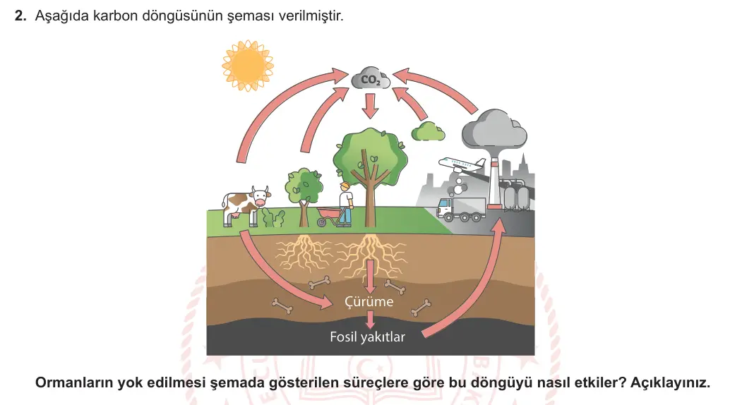 10. Sınıf Biyoloji 2024-2025 2. Dönem 2. Yazılı 2. Soru görseli (1/2)