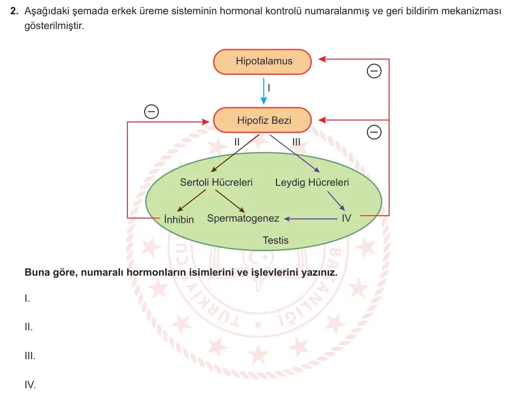 11. Sınıf Biyoloji 2024-2025 2. Dönem 2. Yazılı 2. Soru görseli (1/2)