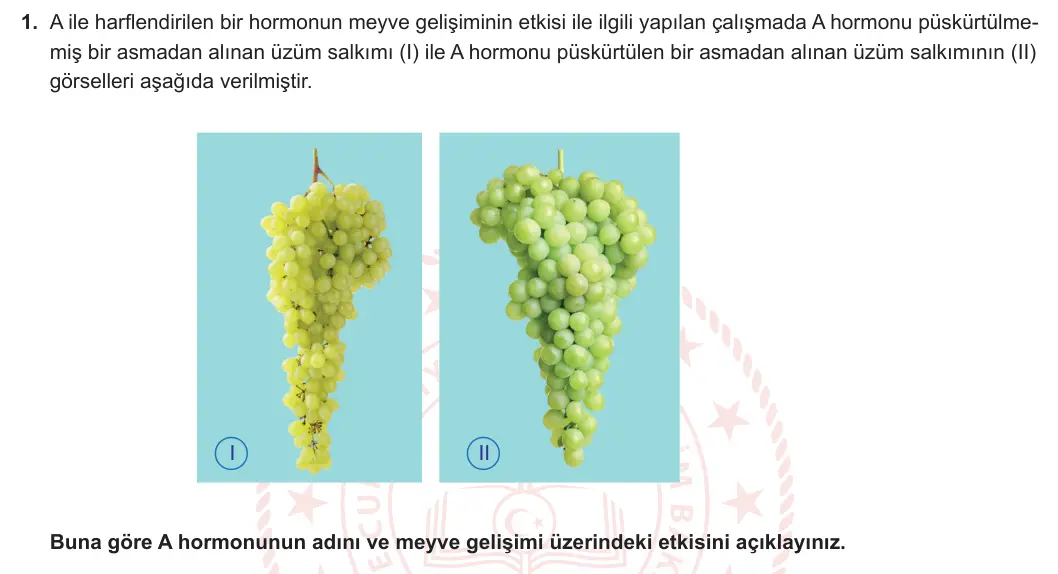 12. Sınıf Biyoloji 2024-2025 2. Dönem 2. Yazılı 1. Soru görseli (1/2)