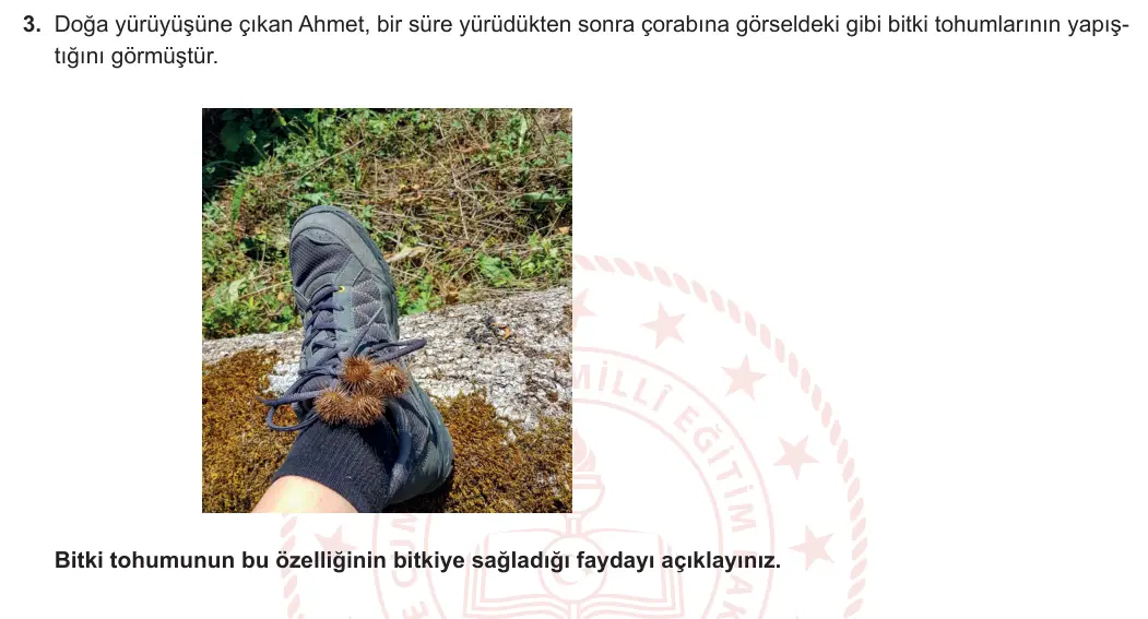 12. Sınıf Biyoloji 2024-2025 2. Dönem 2. Yazılı 3. Soru görseli