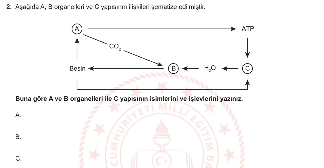 9. Sınıf Biyoloji 2024-2025 2. Dönem 2. Yazılı 2. Soru görseli (1/2)